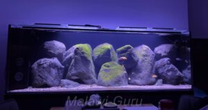 Mbuna Aquarium mit 440 Litern