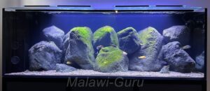 Mbuna Aquarium mit 440 Litern
