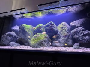 Mbuna Aquarium mit 440 Litern