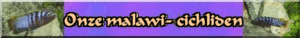 Onze Malawi-Cichliden