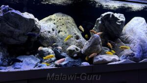 Mbuna Becken als Felszone 720 Liter