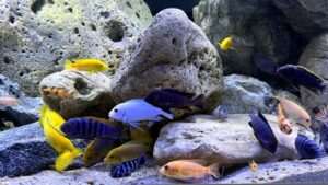 Mbuna Becken als Felszone 720 Liter