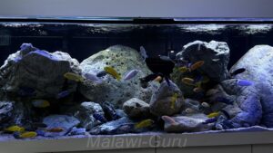 Mbuna Becken als Felszone 720 Liter