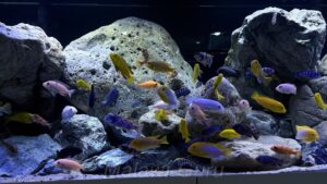 Mbuna Becken als Felszone 720 Liter
