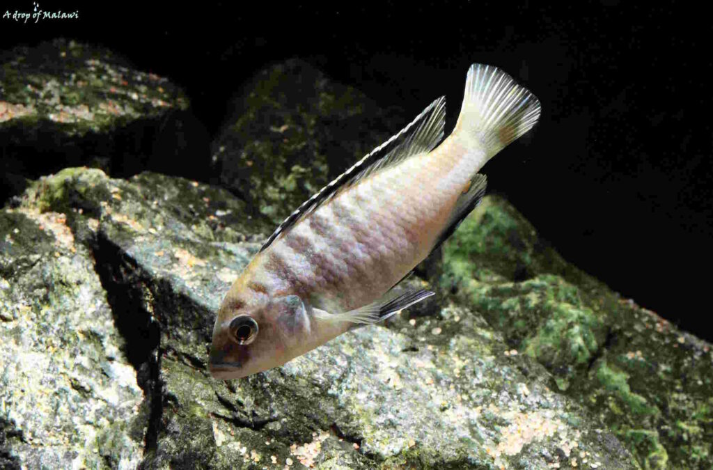 Labidochromis cf. caeruleus 'Lundo Island'