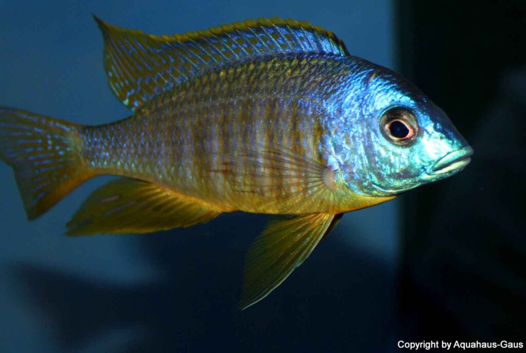 Placidochromis sp.'electra blackfin'