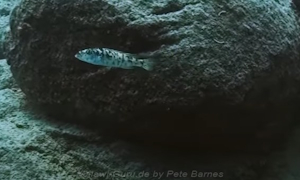 Genyochromis mento
