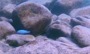 Chindongo heteropictus
