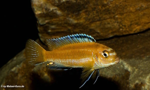 Pseudotropheus johannii