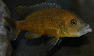 Abactochromis labrosus