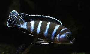 Chindongo demasoni