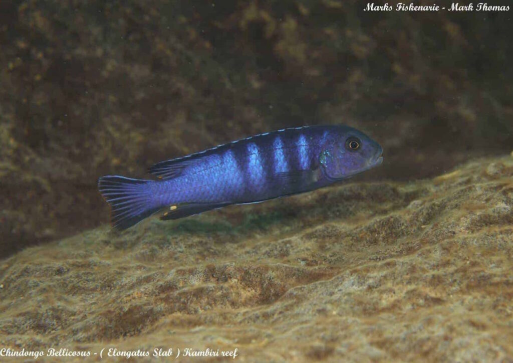 Chindongo bellicosus