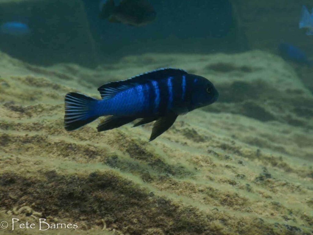 Chindongo bellicosus