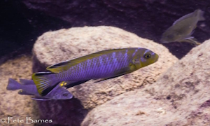 Chindongo cyaenus