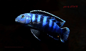 Chindongo saulosi