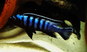 Chindongo sp. 'elongatus ornatus tanzania'