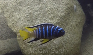 Chindongo sp. 'elongatus masimbwe'
