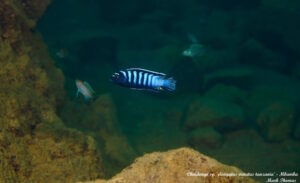 Chindongo sp. 'elongatus ornatus tanzania' Mbamba