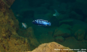 Chindongo sp. 'elongatus ornatus'
