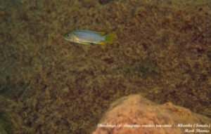 Chindongo sp. 'elongatus ornatus tanzania' Mbamba