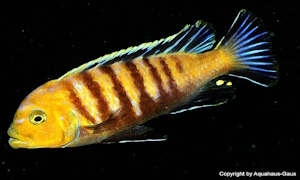Cynotilapia sp. 'lion'