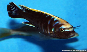 Cynotilapia aurifrons 'Nkhata-Bay'