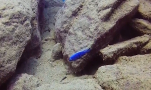 Cynotilapia axelrodi