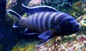 Cynotilapia sp. 'elongatus chitimba'