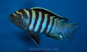 Cynotilapia zebroides 'Minos Reef'