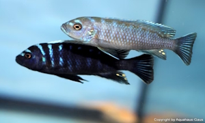 Cynotilapia zebroides Ndonga 'Deep'