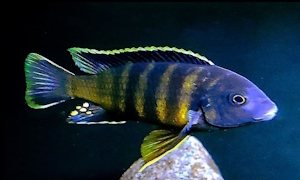 Gephyrochromis sp. 'sand'