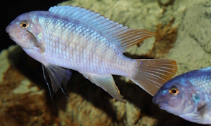 Labeotropheus fuelleborni