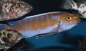 Labeotropheus trewavasae 'Puulu'