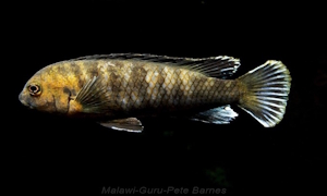 Labidochromis maculicauda