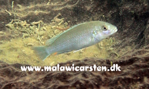 Labidochromis pallidus