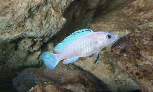 Labidochromis caeruleus 'Thumbi Reef'