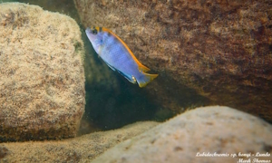 Labidochromis sp. 'Hongi'