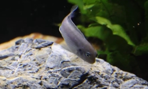 Labidochromis strigatus