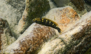 Melanochromis baliodigma