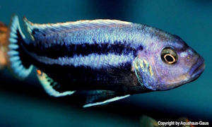 Melanochromis chipokae