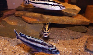 Melanochromis melanopterus