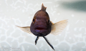 Melanochromis mpoto