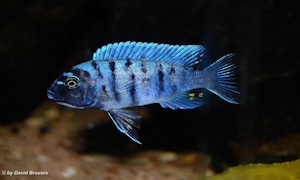 Metriaclima zebra 'masinje'
