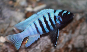 Metriaclima zebra