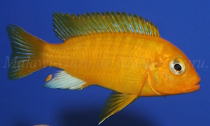 Metriaclima barlowi