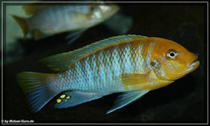Metriaclima hajomaylandi