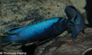 Metriaclima koningsi