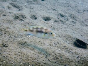 Metriaclima lanisticola 'Namalenje' Galerie Metriaclima lanisticola