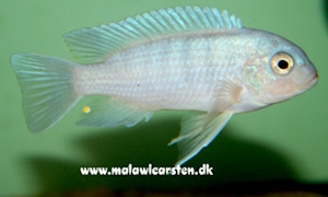 Metriaclima nkhunguense