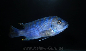 Metriaclima pyrsonotos